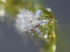 Morulodes ambiguus