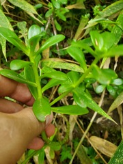 Sedum praealtum