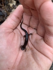 Plethodontinae
