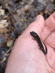 Plethodontinae