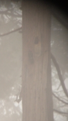 Melanerpes formicivorus