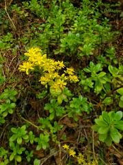 Sedum praealtum