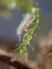 Morulodes ambiguus