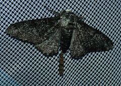Biston betularia carbonaria
