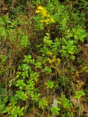 Sedum praealtum
