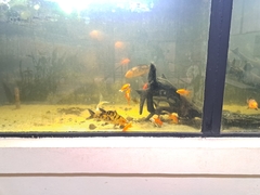 Cyprinus rubrofuscus