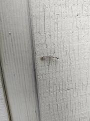 Amblyptilia pica