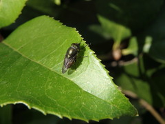 Stomorhina obsoleta