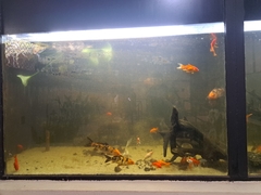 Cyprinus rubrofuscus