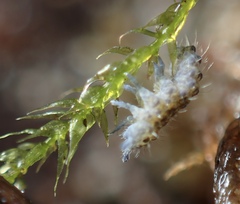 Morulodes ambiguus