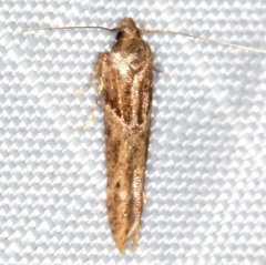 Gelechiinae