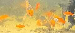 Cyprinus rubrofuscus