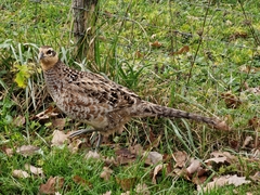 Syrmaticus reevesii