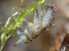 Morulodes ambiguus