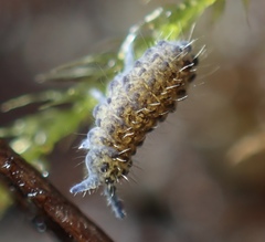 Morulodes ambiguus