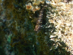Helcogramma decurrens