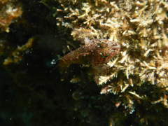 Helcogramma decurrens