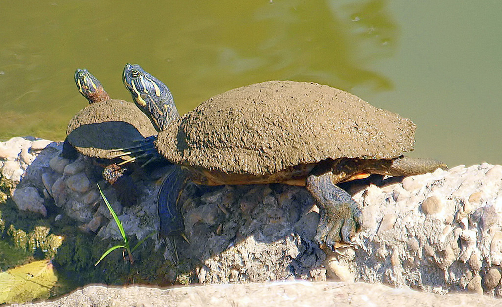 Eastern River Cooter From Dallas Tx Usa Lower Spillway Steps On September At Am