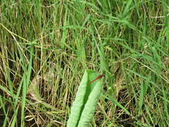 Rhodothemis lieftincki