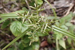 Cyperus hillebrandii
