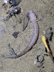 Plethodontidae