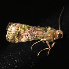 Gelechiini