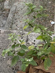 Solanum chenopodioides