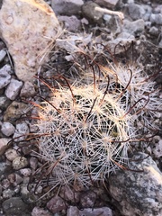 Mammillaria tetrancistra
