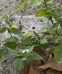 Solanum chenopodioides