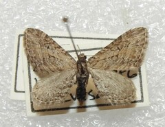 Eupithecia gelidata