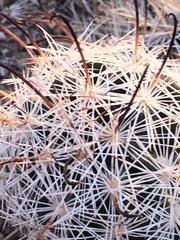 Mammillaria tetrancistra