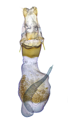 Eupithecia appendiculata