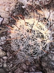 Mammillaria tetrancistra
