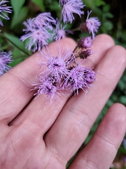 Ageratina ligustrina