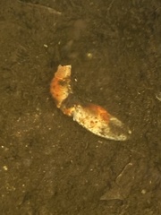 Euastacus yanga