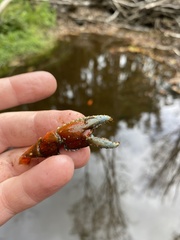 Euastacus yanga