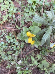 Bidens ostruthioides