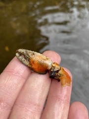 Euastacus yanga