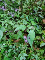 Ageratina ligustrina