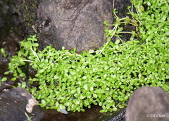 Montia fontana