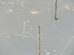 Brachydiplax denticauda