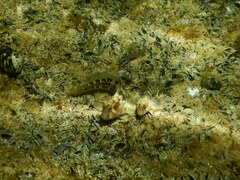 Parablennius tasmanianus