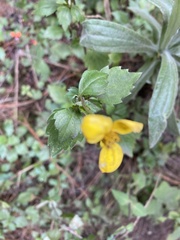 Bidens ostruthioides