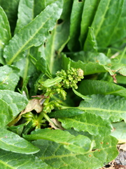 Rumex neglectus