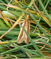 Protyparcha scaphodes