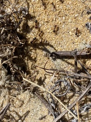 Melophorus