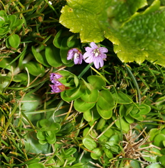 Epilobium confertifolium