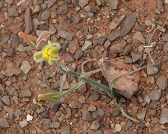 Albuca longipes