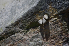 Bembicium auratum
