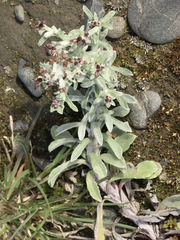 Gamochaeta antillana